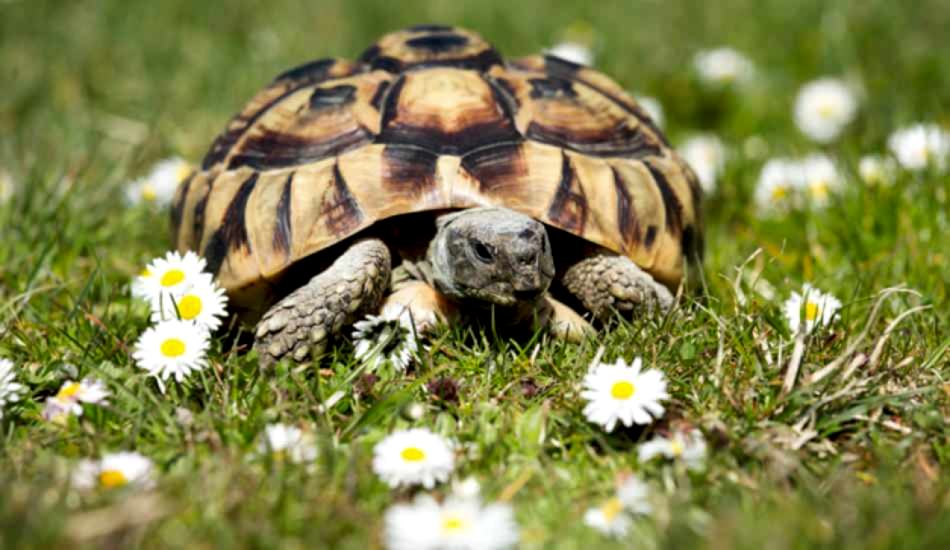 Kaplumbağalar Neden Uzun Yaşar ? 