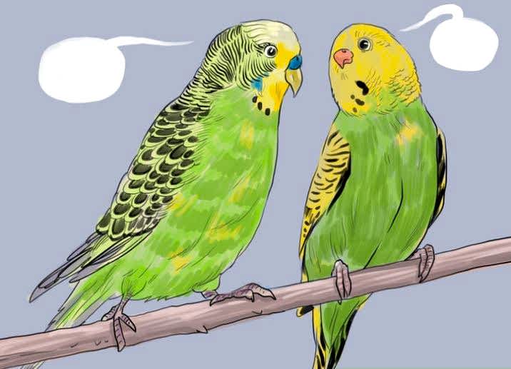 Muhabbet Kuşunuzu Nasıl Konuşturabilir siniz ? 