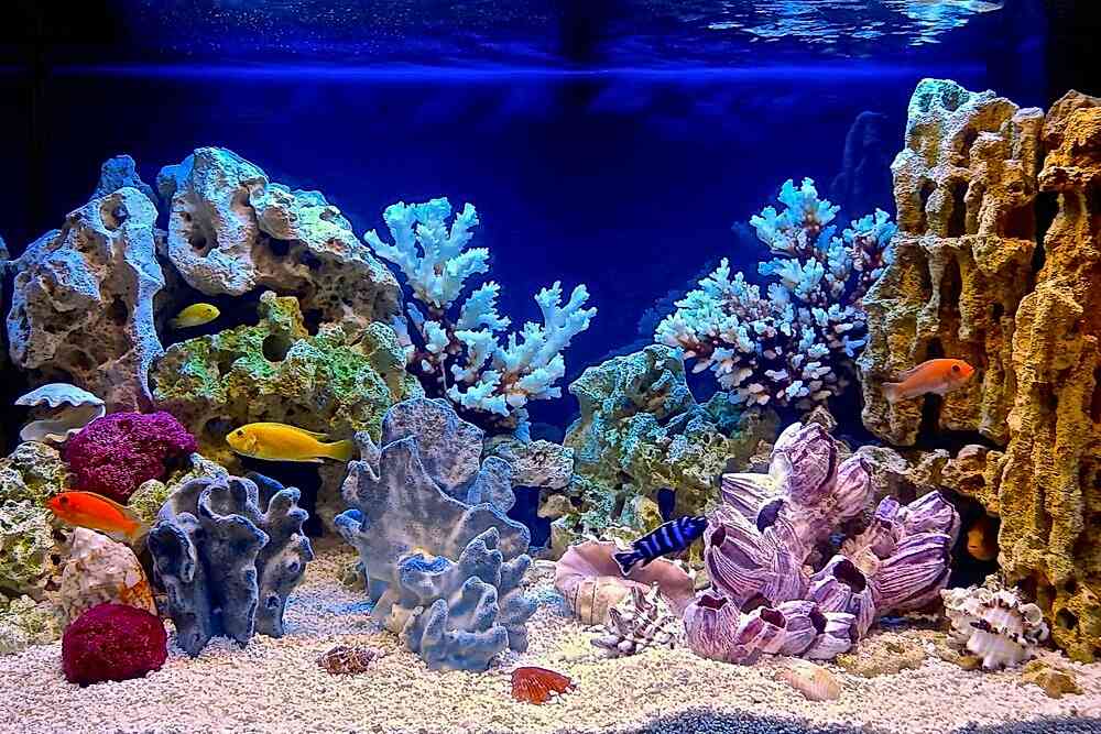 Akvaryum Bakımı – Akvaryum Temizliği