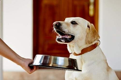 ﻿Köpek Dostlarımızın Kuru Mama İle Yaşadığı Problemler Nelerdir ?﻿