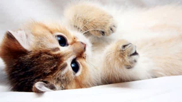 Kediler Neden “Mırlar”?