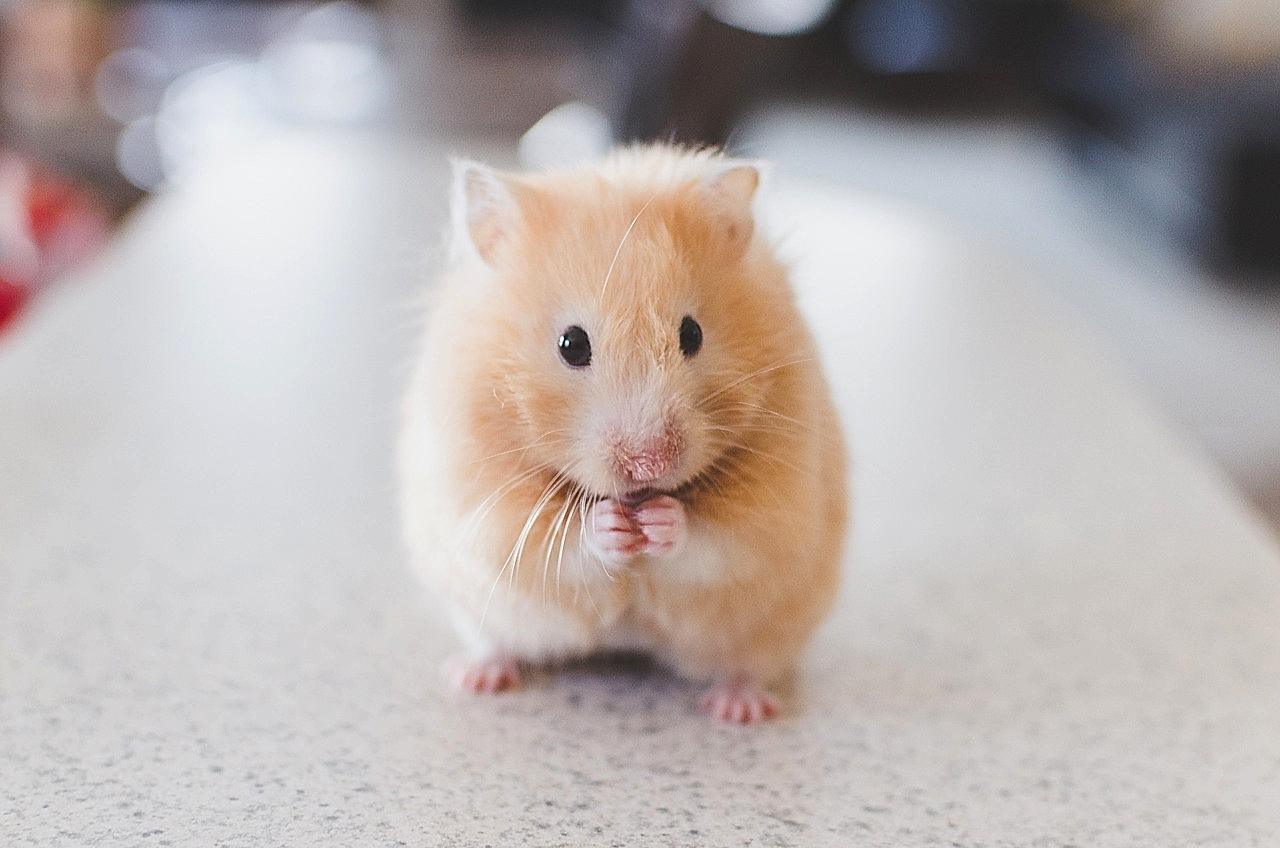 Hamster Bakımı Nasıl Yapılır?