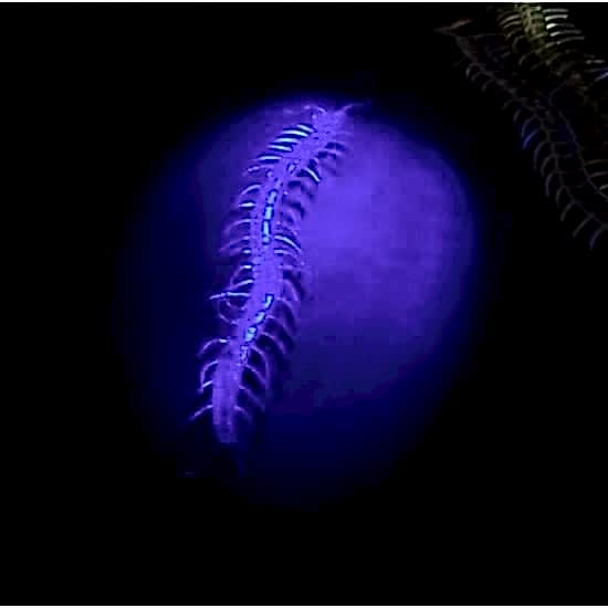 Karanlıkta Parlayan Fosforlu Kırkayak