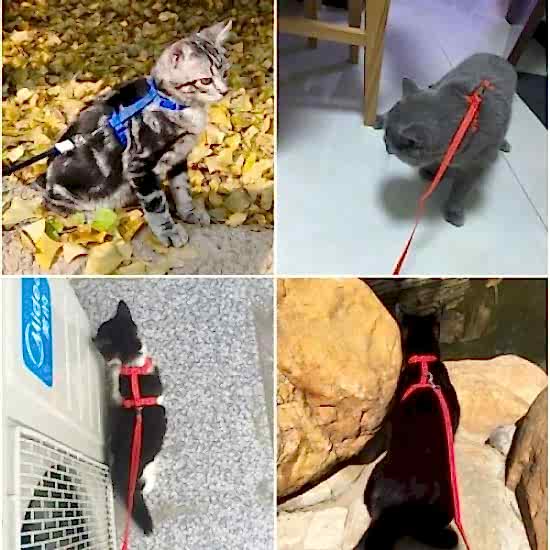 Kedi Boyun ve Göğüs Tasması