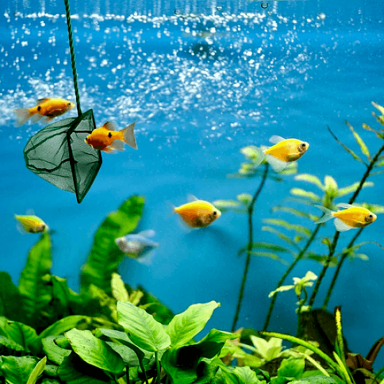 Akvaryum Balık Kepçesi 7.5 Cm.