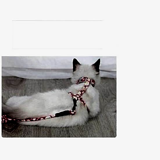 Kedi Gezdirme Göğüs Tasması